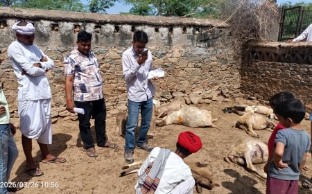 बाड़े मै घुसे पैंथर का आंतक; 10 भेंड़ों कों उतारा मौत के घाट 4 भेड़ घायल पशुपालक, ग्रामीणों में हड़कंप