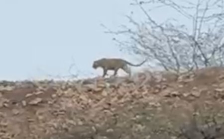 लोहार्गल कि पहाड़ियों में दिखाई दिए पैंथर, ग्रामीणों में भय का माहौल विडियो वायरल