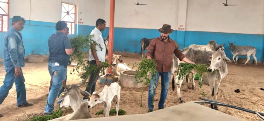सीआर. चौधरी के जन्मदिवस पर ​घायल गोवंश को खिलाया हरा चारा, गोवंश के इलाज हेतु दवाईयाँ की भेंट