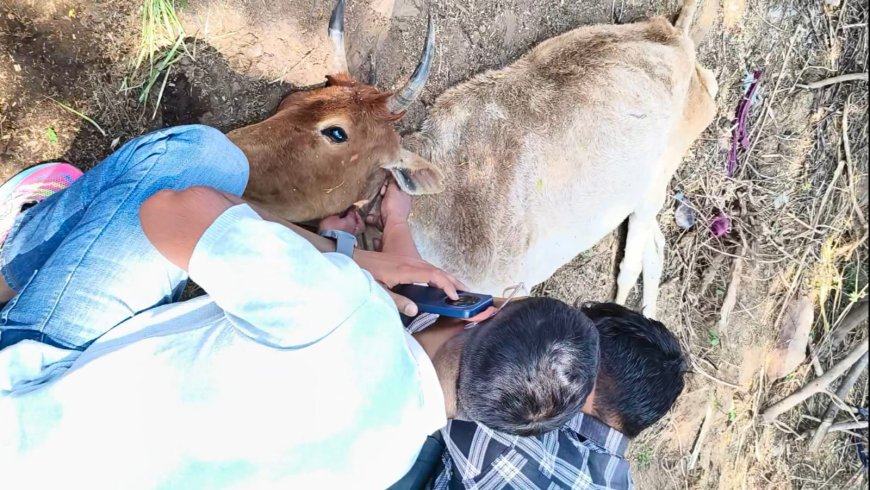 सुनकई में मृत गोवंश का शव 10 घंटे आबादी के बीच पड़ा रहा, सूचना के बावजूद पंचायत ने नहीं की कार्रवाई