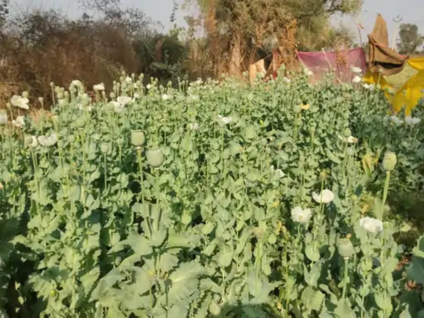 जीरे की फसल के बीच उगाया अफीम:पुलिस ने 740 पौधे जब्त किए, आरोपियों के खिलाफ मामला दर्ज