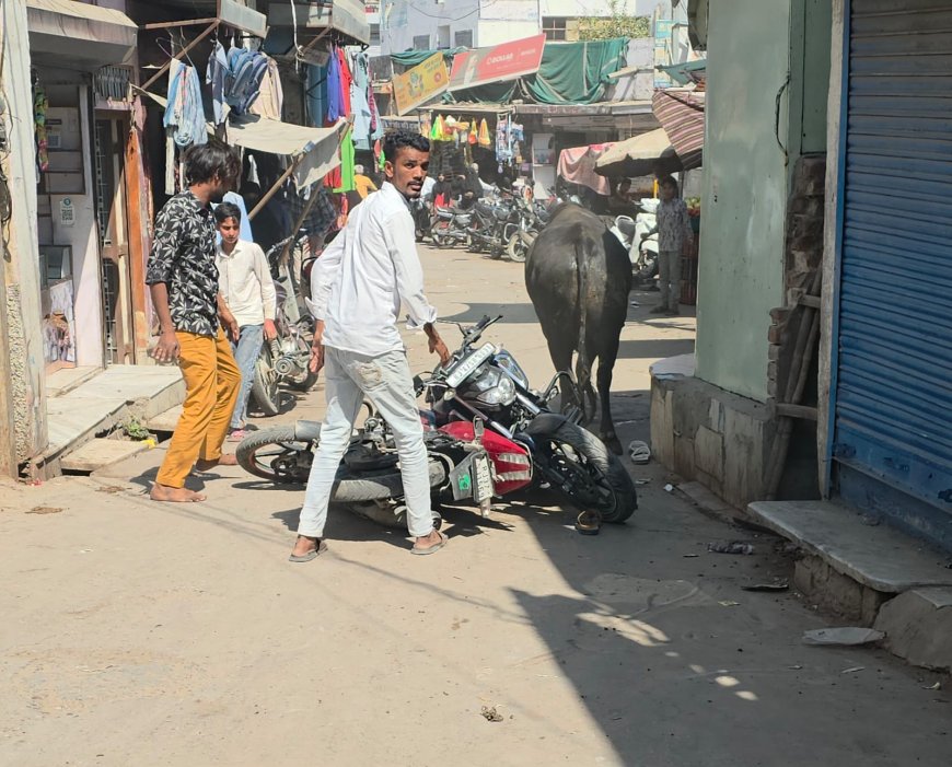 सदर बाजार में आवारा सांडों का तांडव, कई वाहन आये चपेट में