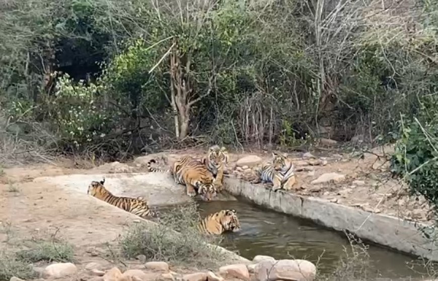 बफर क्षेत्र के बफर जोन मे दिखाई दिए चार शावक और बाघिन