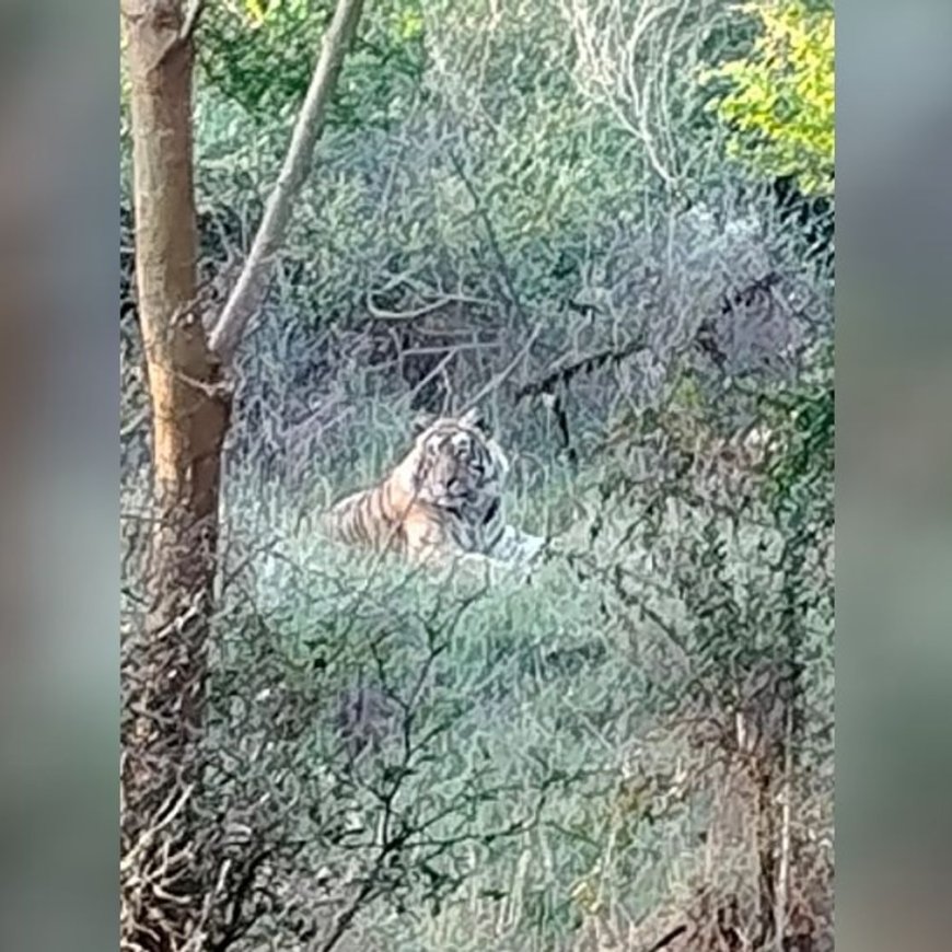 फाइव स्टार होटल की नर्सरी में टाइगर का मूवमेंट: 3 साल के बाघ ने बढ़ाई धड़कनें, विभाग अलर्ट