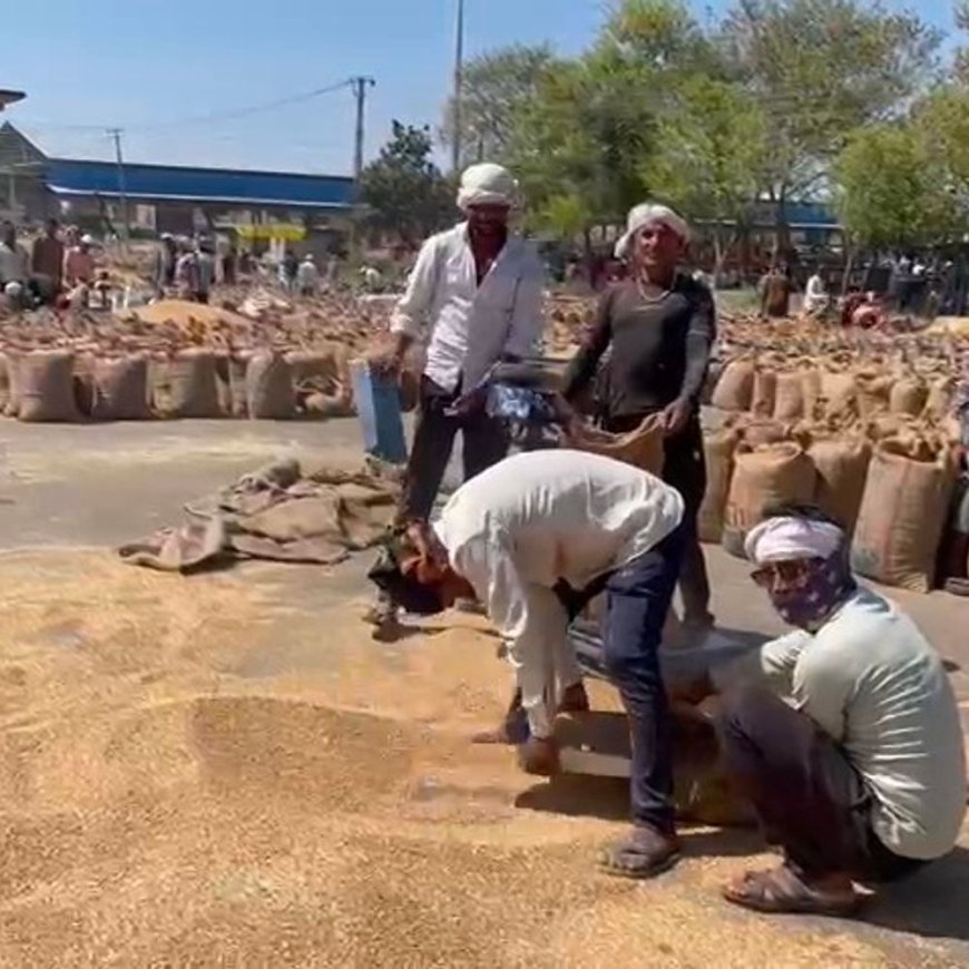 कृषि मंडी में जिंसों की भारी आवक से दिनभर रही गहमागहमी:सवा लाख कट्टे पहुंचे, गेहूं 2150-2530; सरसों 5711-6451 रुपए प्रति क्विंटल