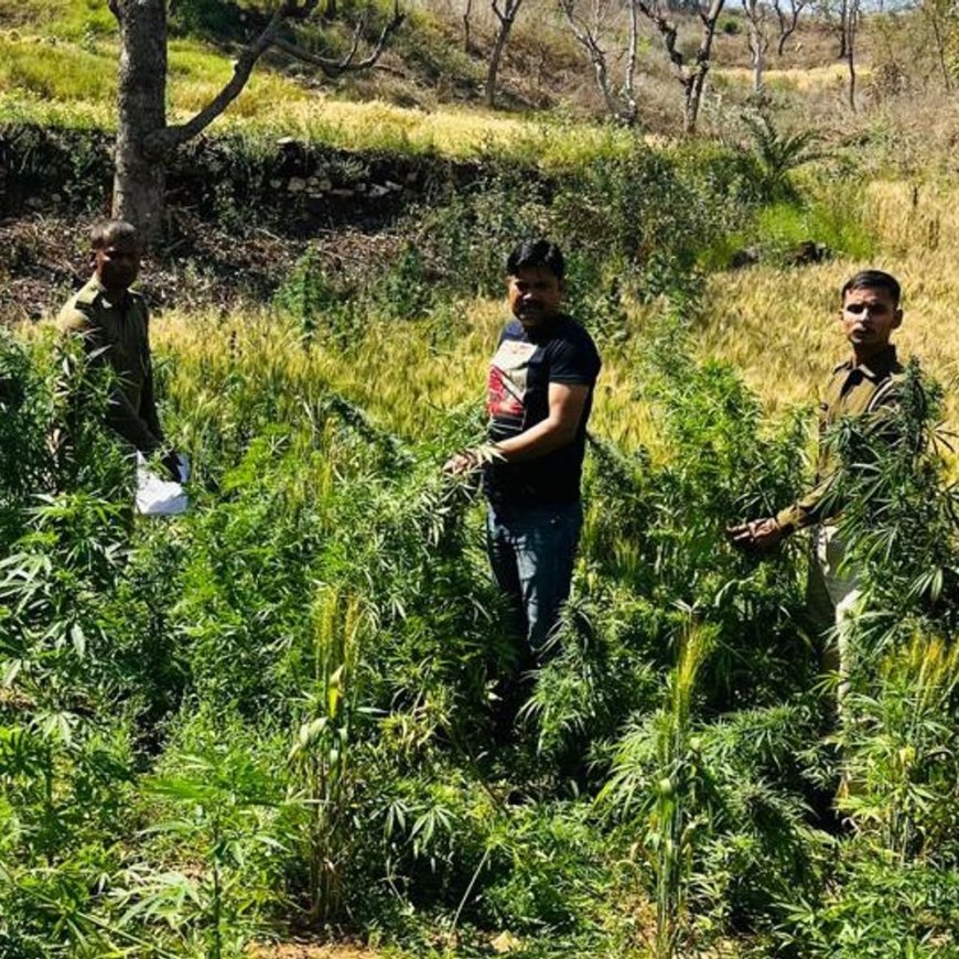 सलूंबर में 'ऑपरेशन त्रिनेत्र' का बड़ा धमाका: दुर्गम पहाड़ियों के बीच लहलहा रही थी गांजे की खेती, 624 पौधे जब्त