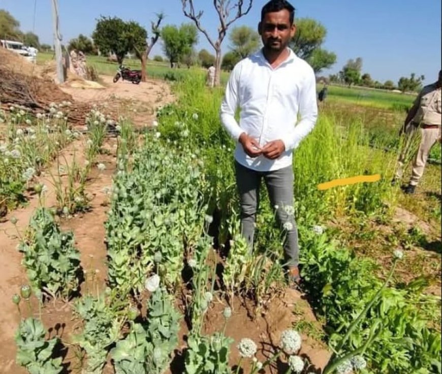 अवैध रूप से बौये अफीम के पौधे जब्त, आरोपी गिरफ्तार