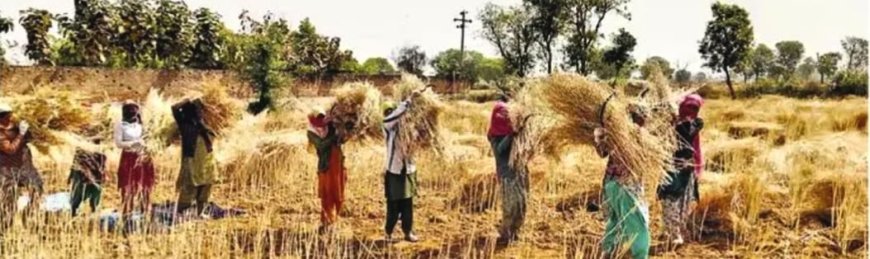 मौसम बदलने की चिंता; खेत से सरसों निकलवाने में जुटे ' किसान, मशीनों का किराया 200 रुपए प्रति बीघा बढ़ा