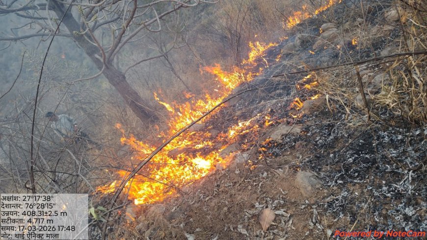 सरिस्का क्षेत्र के जंगल मे आग सैंकडों पेड पौधे जलकर नष्ट