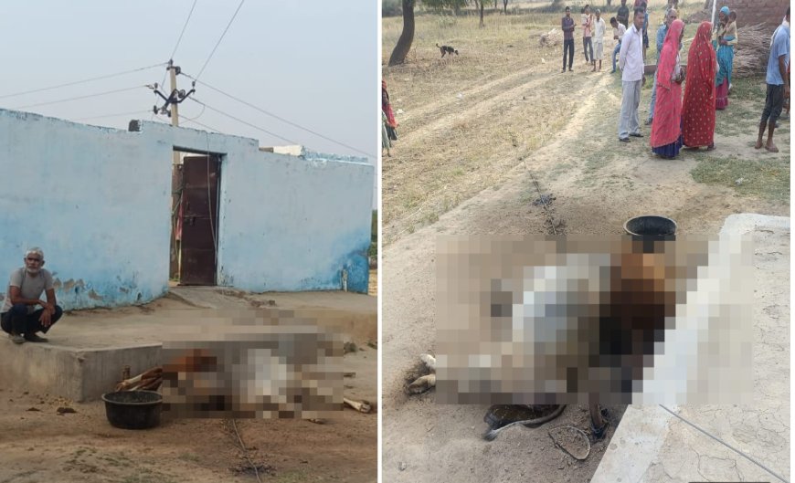 कल्याणपुरा में अचानक 11 केवी का तार टूट जाने से घर के आगे बंधी एक गाय एवं बछड़े की हुई मौत