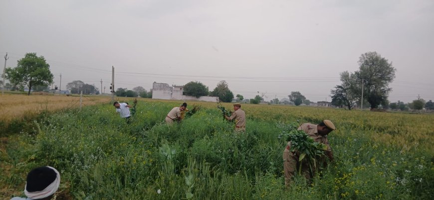 हरसौली में फसल के बीच अफीम की खेती;  पुलिस ने 5,050 पौधे जब्त कर एक आरोपी किया गिरफ्तार, 2 बीघा जमीन पर हो रही थी खेती