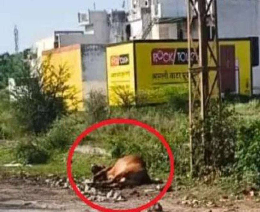 करंट का कहर: लापरवाही के तारों में उलझी गौमाता की मौत, तेजसिंह सर्कल में फूटा जनाक्रोश