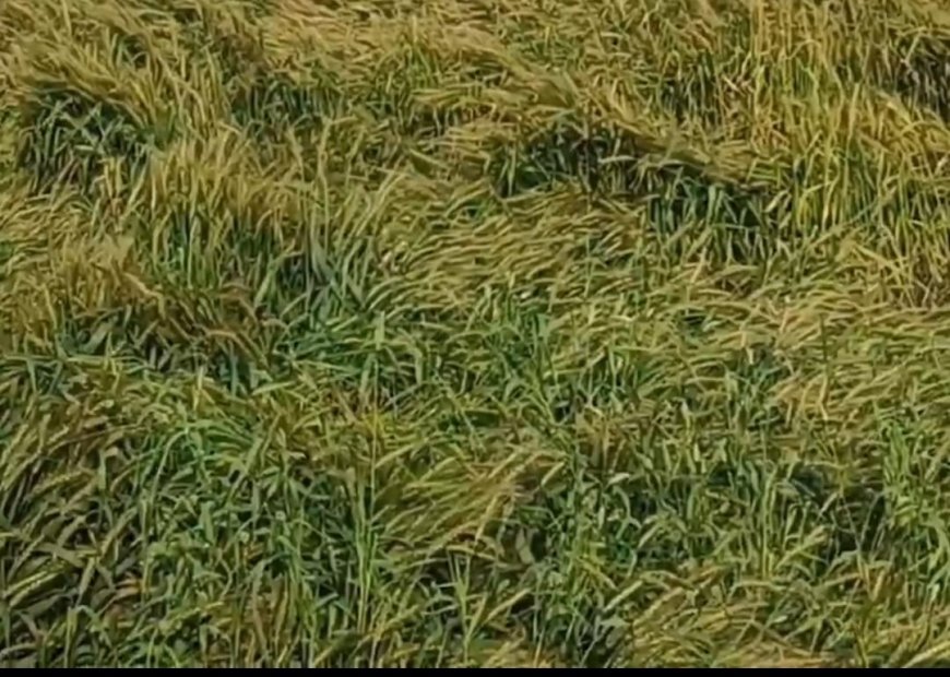 बेमौसम बारिश से गेहूं की फसल पर संकट, पैदावार घटने का बढ़ा खतरा
