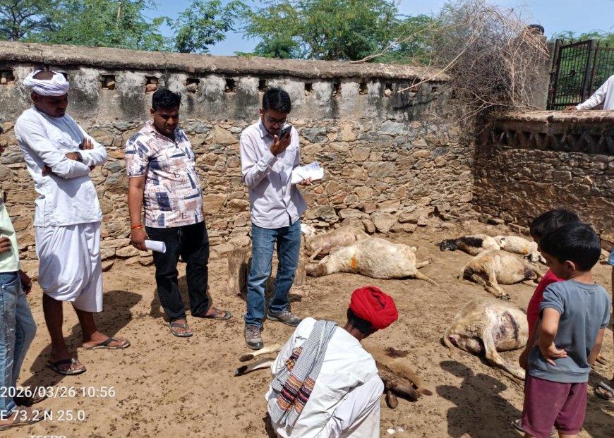 बाड़े मै घुसे पैंथर का आंतक; 10 भेंड़ों कों उतारा मौत के घाट 4 भेड़ घायल पशुपालक, ग्रामीणों में हड़कंप