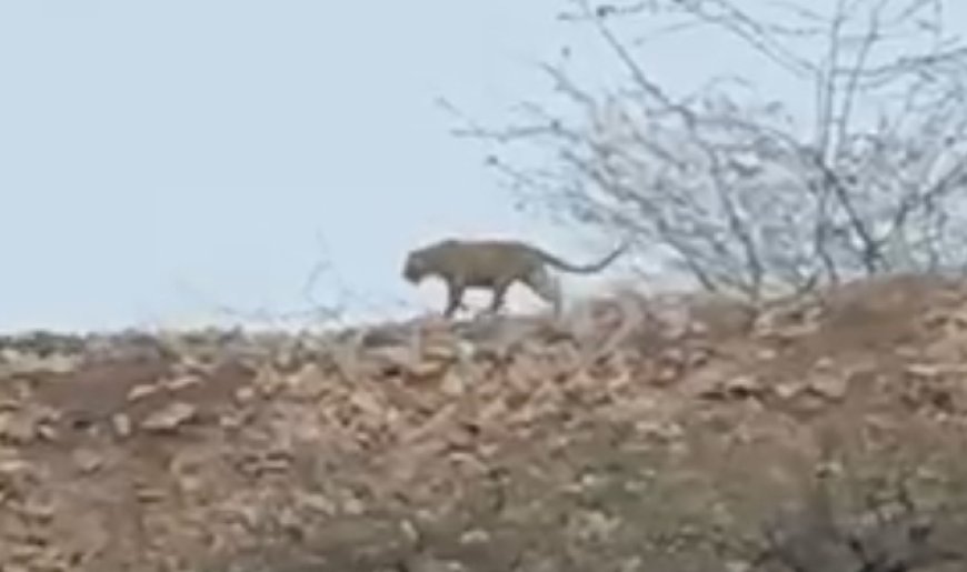 लोहार्गल कि पहाड़ियों में दिखाई दिए पैंथर, ग्रामीणों में भय का माहौल विडियो वायरल