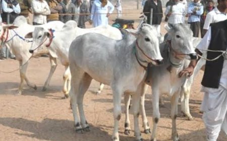 देवी धोलागढ़ में होगा विराट पशु मेला 7 अप्रैल से 13 अप्रैल तक आयोजित