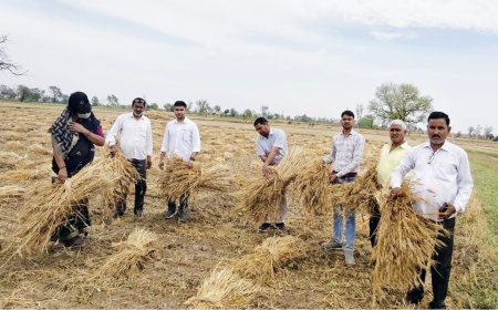 फसल खराबे की सूचना 72 घंटे में देना आवश्यक ,कृषि विभाग ने किसानों से खराबे की सूचना देने का किया आव्हान