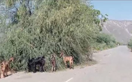 सड़क मार्ग पर गिरे हुए पेड को नहीं  उठाने से दुर्घटना होने की संभावनाए