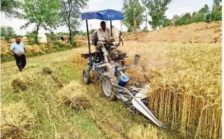 पिछले 20 दिन से मौसम में लगातार उलट-फेर, गेहूं की पछेती फसल खेतों में खड़ी;  गेहूं कटाई को मजदूर नहीं मिले तो किसान मंगा रहे कटिंग मशीन, इससे खर्चा बढ़ रहा