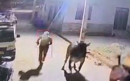 सूचना पर भी नहीं आई पुलिस, सीसीटीवी में नजर आए तस्कर;  गौ-तस्करों ने गायों को पिकअप में लादा,  विरोध पर युवक को कुचलने का प्रयास