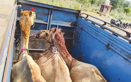 पिकअप मे ले जाते तीन ऊंट सहित तस्कर पकड कर पुलिस को सौंपा