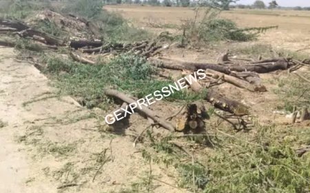 गोविंदगढ़ में हरे पेड़ों की अवैध कटाई का मामला: खातेदार की अनुपस्थिति में मेड़ों पर लगे पेड़ों को काटने का आरोप, तहसीलदार से शिकायत, जांच शुरू