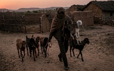 राजगढ़ में अपराधों का ग्राफ बढ़ा: अब बाड़े से बकरे-बकरियां ले उड़े चोर; पशुपालकों में दहशत