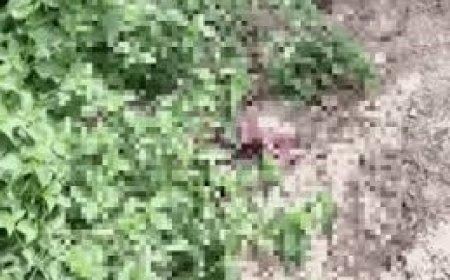 मानवता शर्मसार: कोटड़ी में सड़क किनारे झाड़ियों में मिला मृत नवजात; पुलिस ने अज्ञात के खिलाफ मामला किया दर्ज