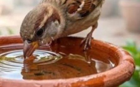 स्वर्गीय छोटेलाल यादव की स्मृति में पक्षियों के लिए लगाए जाएंगे परिंडे; बेटों ने लिया सेवा का संकल्प