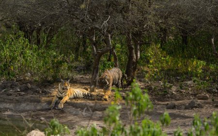 सरिस्का बफर में दिखे एस टी-19 और चार शावक;  बाघों की संख्या 50 पार
