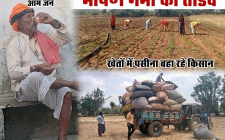 भीषण गर्मी का तांडव: गुरला में पारा 40°C के पार, फूलों की खेती और पशुधन को बचाने में जुटे अन्नदाता