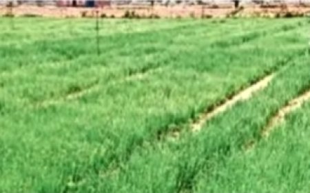 किसान रासायनिक खाद छोड़ अपनाने लगे देसी तरीका, गेहूं और प्याज में मिल रहे बेहतर परिणाम