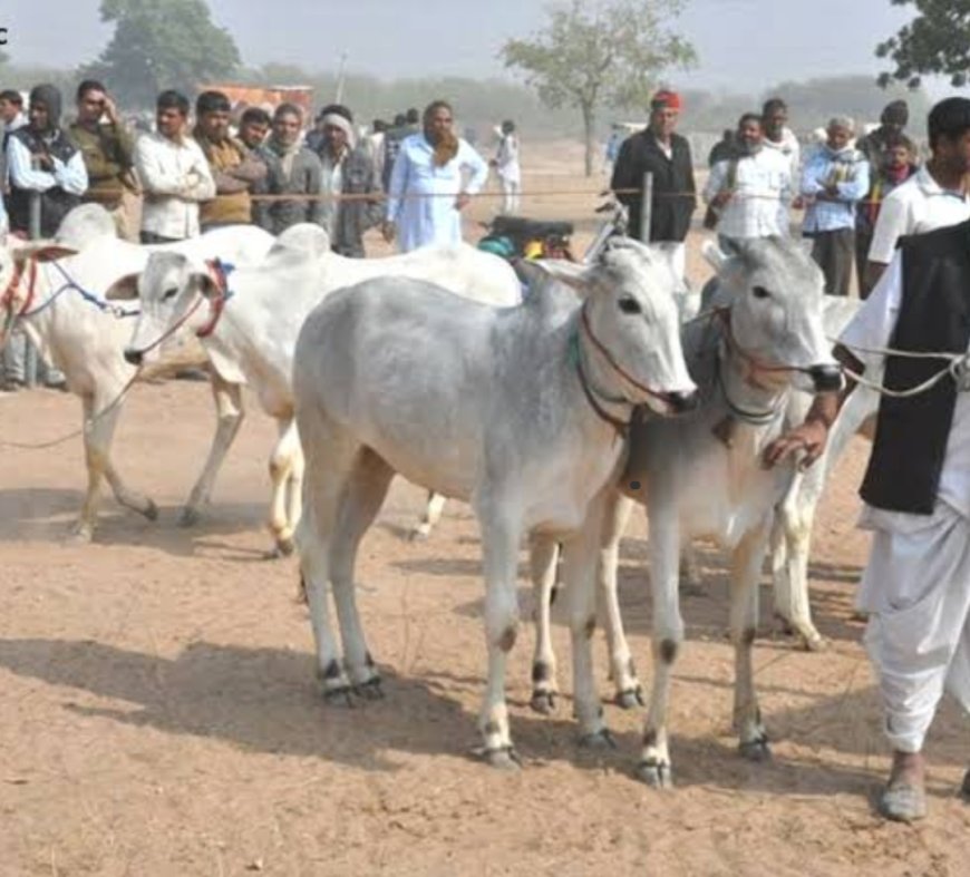 देवी धोलागढ़ में होगा विराट पशु मेला 7 अप्रैल से 13 अप्रैल तक आयोजित