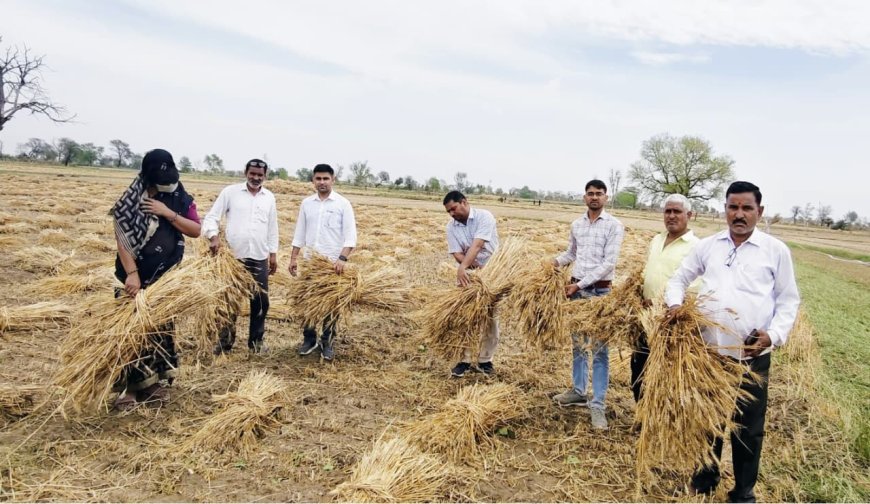 फसल खराबे की सूचना 72 घंटे में देना आवश्यक ,कृषि विभाग ने किसानों से खराबे की सूचना देने का किया आव्हान