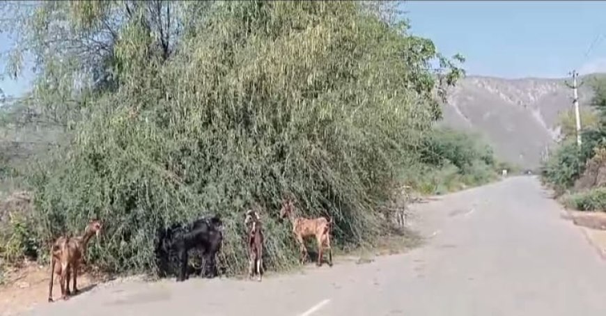 सड़क मार्ग पर गिरे हुए पेड को नहीं  उठाने से दुर्घटना होने की संभावनाए