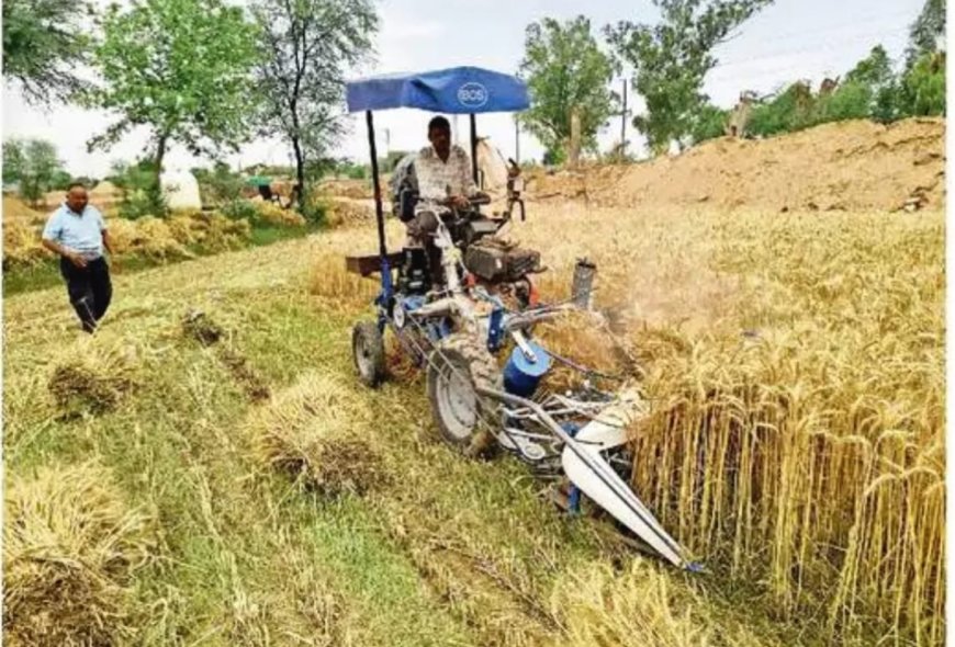 पिछले 20 दिन से मौसम में लगातार उलट-फेर, गेहूं की पछेती फसल खेतों में खड़ी;  गेहूं कटाई को मजदूर नहीं मिले तो किसान मंगा रहे कटिंग मशीन, इससे खर्चा बढ़ रहा