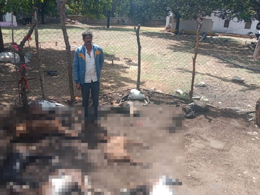 लोहार्गल में अज्ञात जंगली जानवर का हमला, 9 बकरियों को बनाया शिकार