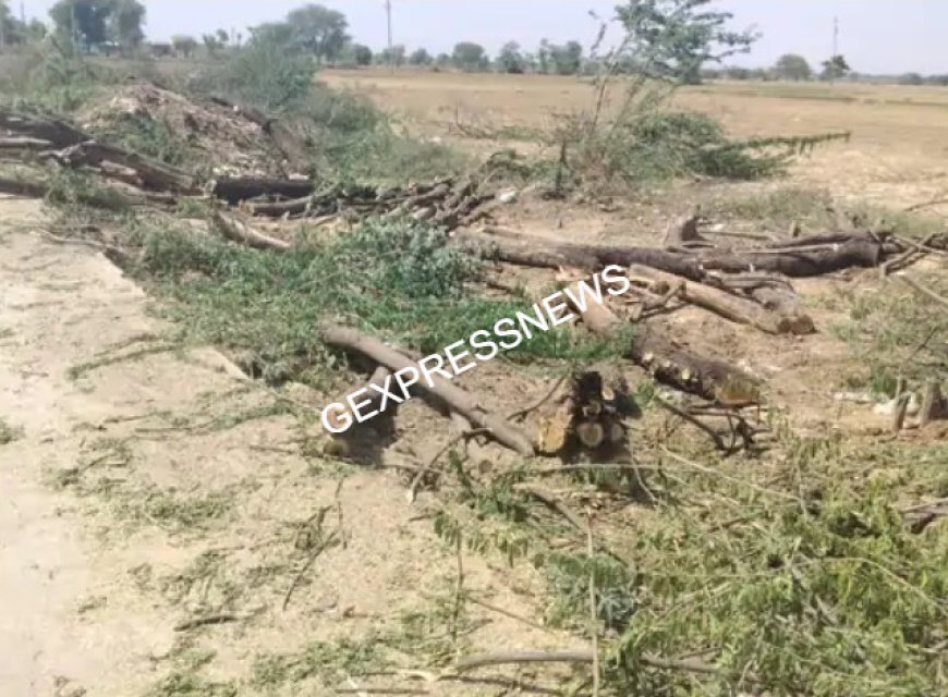 गोविंदगढ़ में हरे पेड़ों की अवैध कटाई का मामला: खातेदार की अनुपस्थिति में मेड़ों पर लगे पेड़ों को काटने का आरोप, तहसीलदार से शिकायत, जांच शुरू