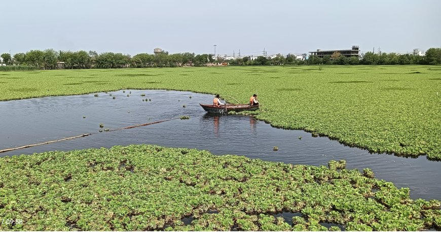 मानसरोवर झील प्रकरण: NGT में रिपोर्ट पेश, 64 बीघा जमीन के हेरफेर और सीवरेज प्रदूषण पर सख्त रुख; गंभीर अनियमितताएं उजागर