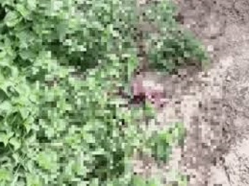 मानवता शर्मसार: कोटड़ी में सड़क किनारे झाड़ियों में मिला मृत नवजात; पुलिस ने अज्ञात के खिलाफ मामला किया दर्ज