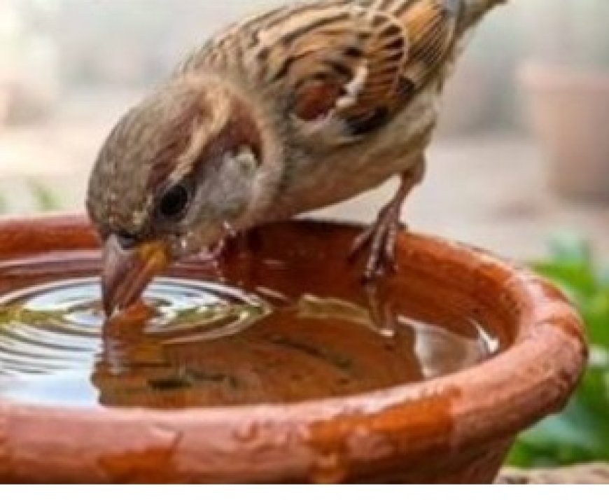 स्वर्गीय छोटेलाल यादव की स्मृति में पक्षियों के लिए लगाए जाएंगे परिंडे; बेटों ने लिया सेवा का संकल्प