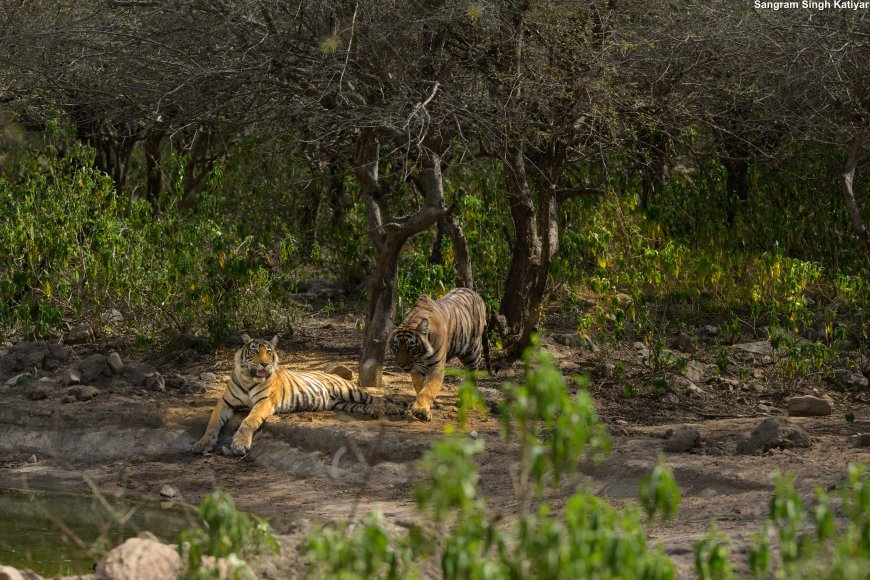 सरिस्का बफर में दिखे एस टी-19 और चार शावक;  बाघों की संख्या 50 पार