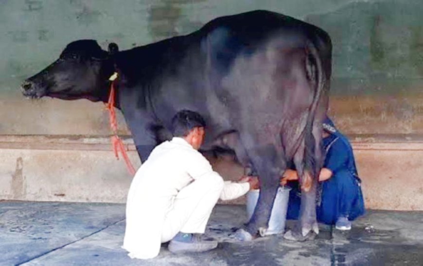 भीषण गर्मी का पशुओं पर असर, दूध उत्पादन में 50% तक गिरावट का खतरा