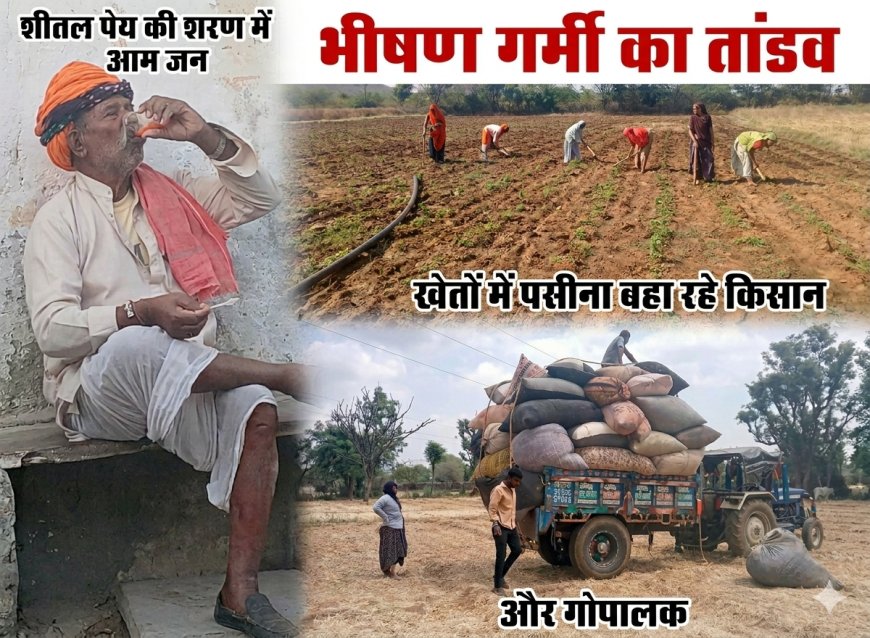 भीषण गर्मी का तांडव: गुरला में पारा 40°C के पार, फूलों की खेती और पशुधन को बचाने में जुटे अन्नदाता