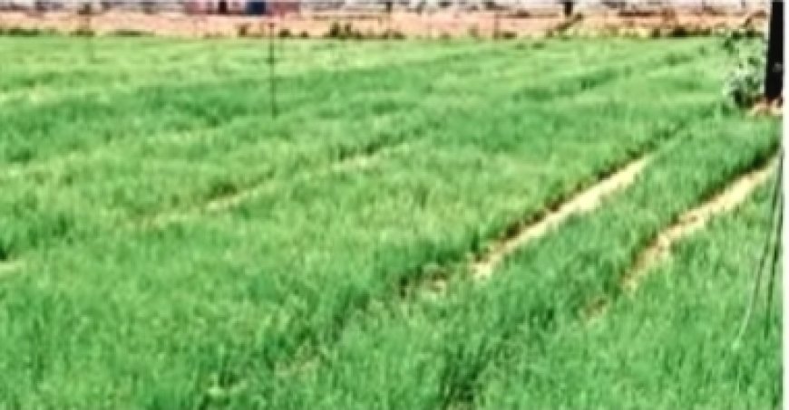 किसान रासायनिक खाद छोड़ अपनाने लगे देसी तरीका, गेहूं और प्याज में मिल रहे बेहतर परिणाम