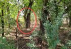 लक्ष्मणगढ़ में संदिग्ध परिस्थितियों में युवक का शव फंदे से लटका मिला; पुलिस और फॉरेंसिक टीम जांच में जुटी