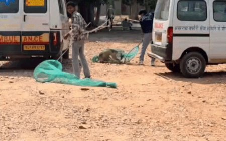 अलवर: कलेक्टर के निरीक्षण के बाद एक्शन, जिला अस्पताल में कुत्तों को पकड़ने के लिए चलाया अभियान