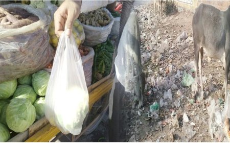 पॉलीथिन की थैलियां बन रही है सफाई में परेशानी का सबब, पर्यावरण को भी पहुंच रहा काफी नुकसान