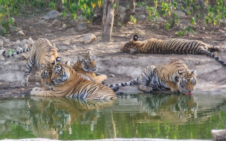 सरिस्का बफर क्षेत्र में करीब एक दर्जन बाघ-बाघिनों की मौजूदगी, वन विभाग ने जारी की चेतावनी