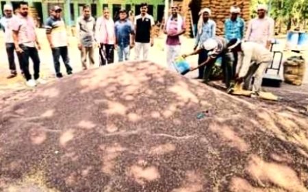 वैश्विक तनाव और युद्ध की आंच से सरसों के दामों में ऐतिहासिक उबाल; खैरथल मंडी में भाव ₹7,500 प्रति क्विंटल तक पहुंचे